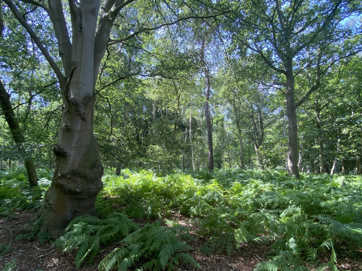 Land in Swannington