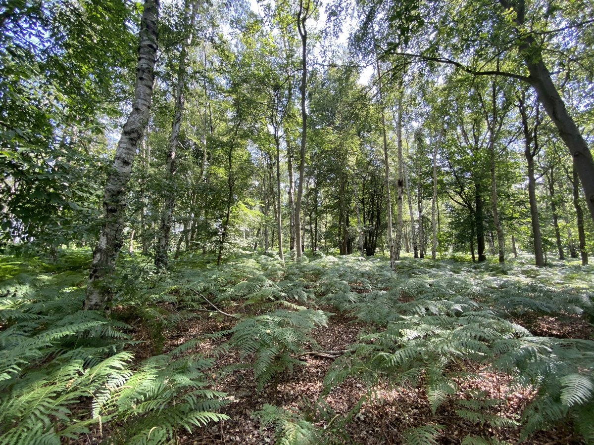 Land in Swannington - photo 4